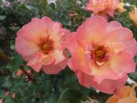 Rosa (Růže 'Persian Sun' - Hybridy růže perské)