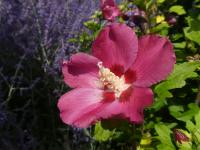 Hibiscus syriacus (Ibišek syrský 'Woodbridge')