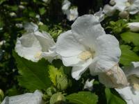 Hibiscus syriacus (Ibišek syrský 'William R Smith')