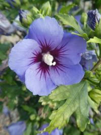 Hibiscus syriacus (Ibišek syrský 'Marina')