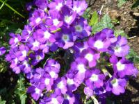 Verbena x hybrida (Sporýš zahradní 'Purple Eye')
