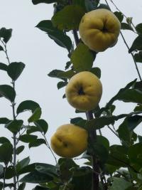 Cydonia oblonga (Kdouloň obecná 'Hemus' - větévka s plody)