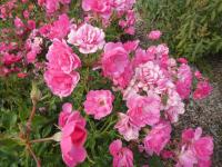 Rosa (Růže 'Bad Wörishofen' - Mnohokvěté růže)
