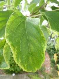 Actinidia arguta (Aktinidie význačná 'Ananaskaja' - list)