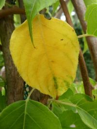 Actinidia arguta (Aktinidie význačná 'Ananaskaja' - podzimní list)