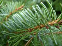 Picea omorika (Smrk omorika 'Zuckerhut' - jehlice)