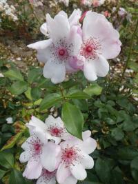 Rosa (Růže 'Astronomia' - Pokryvné růže)
