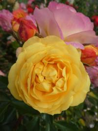 Rosa (Růže 'Lampion' - Velkokvěté růže)