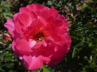 Rosa (Růže 'Belle de Clermont' - Mnohokvěté růže)