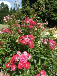 Rosa (Růže 'Marie Rottrova' - Mnohokvěté růže)