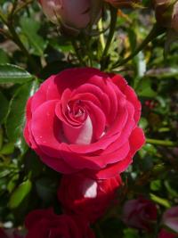 Rosa (Růže 'Marie Rottrova' - Mnohokvěté růže)