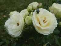 Rosa (Růže 'Lemon Rokoko' - Mnohokvěté růže)