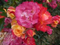 Rosa (Růže 'Firebird' - Mnohokvěté růže)