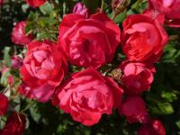 Rosa (Růže 'Cherry Bonica' - Mnohokvěté růže)