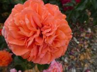 Rosa (Růže 'Orangerie' - Mnohokvěté růže)