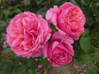 Rosa (Růže 'Line Renaud' - Velkokvěté růže)