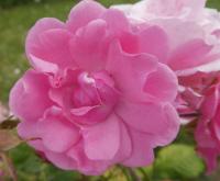 Rosa (Růže 'Frau Astrid Späth' - Mnohokvěté růže)