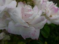 Rosa (Růže 'Baronne de Vivario' - Mnohokvěté růže)