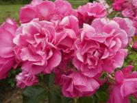 Rosa (Růže 'Joseph Guy' - Mnohokvěté růže)