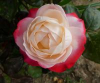 Rosa (Růže 'Nostalgie' - Velkokvěté růže)