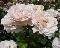 Rosa (Růže 'Princesse Charlene de Monaco')