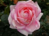 Rosa (Růže 'Eve Ruggieri' - Velkokvěté růže)