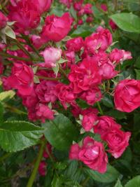 Rosa (Růže 'Verdun' - Mnohokvěté růže)