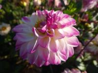 Dahlia (Jiřinka 'Nina's Choice' - Dekorační jiřinky)