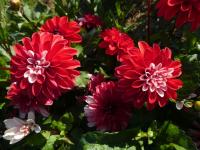 Dahlia (Jiřinka 'Pacific Time' - Dekorační jiřinky)