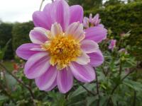 Dahlia (Jiřinka 'Take Off' - Anemonkovité jiřinky)
