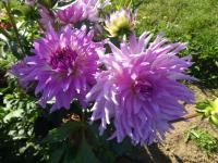 Dahlia (Jiřinka 'Mingus Randy' - Kaktusovité jiřinky)