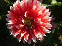 Dahlia (Jiřinka 'Noël' - Třepenité jiřinky)