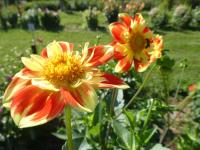 Dahlia (Jiřinka 'Pooh' - Náhrdelníkové jiřinky)