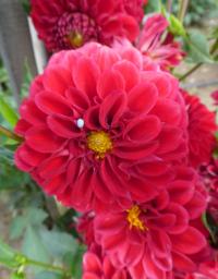 Dahlia (Jiřinka 'Red Fox' - Kulovité jiřinky)