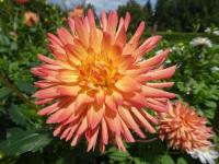 Dahlia (Jiřinka 'Omega' - Třepenité jiřinky)