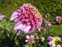 Dahlia (Jiřinka 'Fenna Baaij' - Anemonkovité jiřinky)