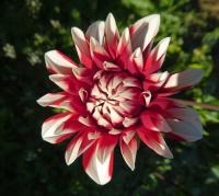 Dahlia (Jiřinka 'Rifka' - Dekorační jiřinky)