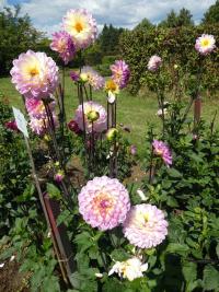 Dahlia (Jiřinka 'El Paso' - Dekorační jiřinky)