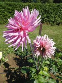 Dahlia (Jiřinka 'Hollyhill Cotton Candy' - Kaktusovité jiřinky)