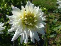 Dahlia (Jiřinka 'My Love' - Semikaktusovité jiřinky)