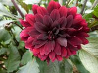 Dahlia (Jiřinka 'Karma Choc' - Dekorační jiřinky)