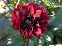 Dahlia (Jiřinka 'Karma Choc' - Dekorační jiřinky)