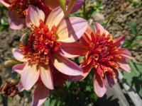 Dahlia (Jiřinka 'Totally Tangerine' - Anemonkovité jiřinky)