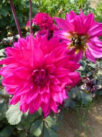 Dahlia (Jiřinka 'Engelhardt's Matador' - Dekorační jiřinky)