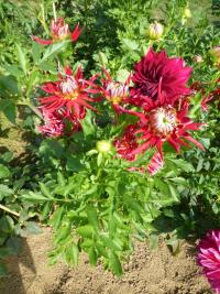 Dahlia (Jiřinka 'Kim Marie' - Třepenité jiřinky)