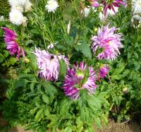 Dahlia (Jiřinka 'Wyn's Radiant Star' - Kaktusovité jiřinky)