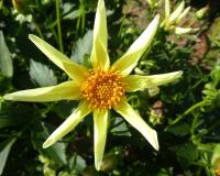 Dahlia (Jiřinka 'Honka' - Orchideokvěté jiřinky)