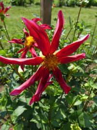 Dahlia (Jiřinka 'Honka Red' - Orchideokvěté jiřinky)