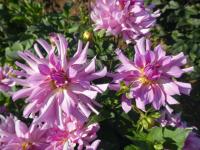 Dahlia (Jiřinka 'Leila Savanna Rose' - Kaktusovité jiřinky)