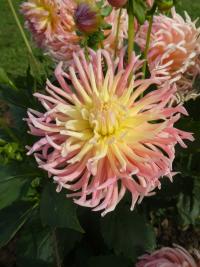 Dahlia (Jiřinka 'Alfred Grille' - Kaktusovité jiřinky)